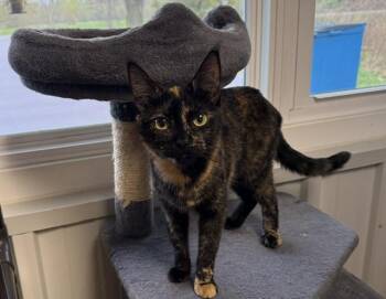 Tortoiseshell Cats Available for Adoption in Mauston, Wisconsin - Spooky | PetCurious