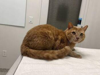 Roman -  Domestic Short Hair Cat for Adoption in Kansas City, Missouri - Roman | PetCurious