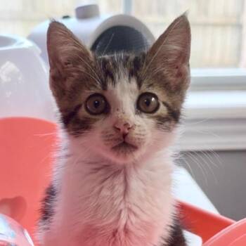 Kayko -  Domestic Short Hair Cat for Adoption in Bentonville, Arkansas - Kayko | PetCurious