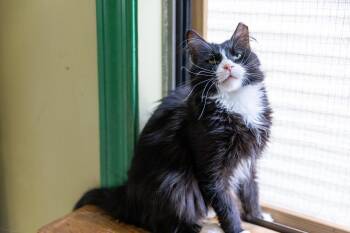 Rescue Siberian Cats for Adoption in Chicago, Illinois - Max | PetCurious