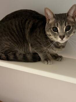 Domestic Short Hair Cats Available for Adoption - Anchor | PetCurious