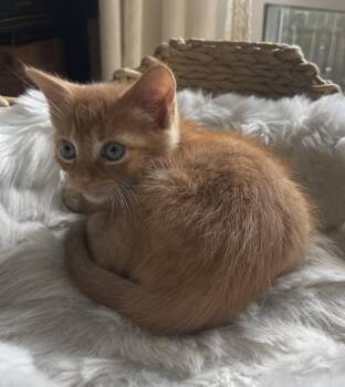 Bunker -  Domestic Short Hair Cat for Adoption in Virginia Beach, Virginia - Bunker | PetCurious