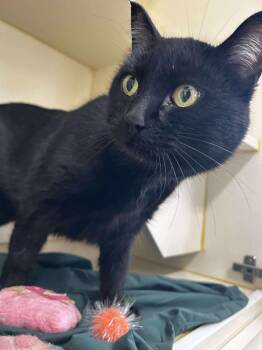 Boo -  Domestic Short Hair Cat for Adoption in Yellowknife, Northwest Territories - Boo | PetCurious