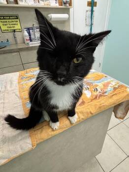 Banks -  Domestic Short Hair Cat for Adoption in Virginia Beach, Virginia - Banks | PetCurious