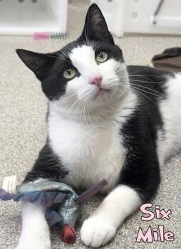 Six Mile -  Domestic Short Hair Cat for Adoption in Mason, Michigan - Six Mile | PetCurious