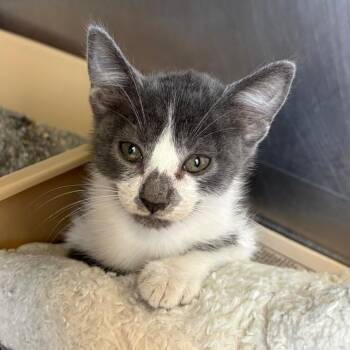 Rug -  Domestic Short Hair Cat for Adoption in San Antonio, Texas - Rug | PetCurious