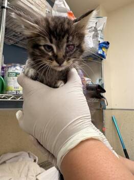 Domestic Short Hair Cats Available for Adoption in Riverside, California - SCAR | PetCurious
