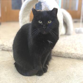 Domestic Short Hair Cats Available for Adoption - Kitty Cat | PetCurious