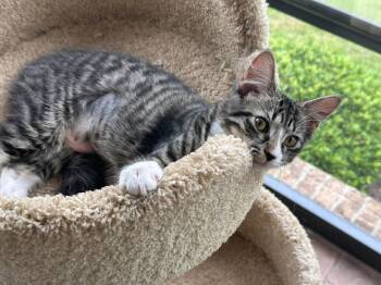 Veruca -  Domestic Medium Hair Cat for Adoption in Wilmington, North Carolina - Veruca | PetCurious