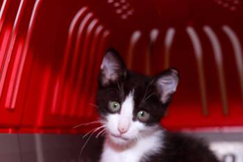 Domestic Short Hair Cats Available for Adoption in Cleveland, Ohio - Cow | PetCurious