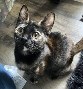 Ella -  Tortoiseshell Cat for Adoption in Woodinville, Washington - Ella | PetCurious