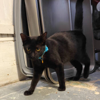 Rescue Domestic Short Hair Cats for Adoption in New Orleans, Louisiana - Bong Aka Diamond | PetCurious