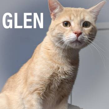 GLEN -  Domestic Short Hair and Tabby Cat for Adoption in Griffith, Indiana - GLEN | PetCurious