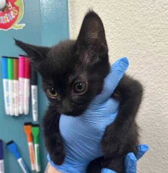 Domestic Short Hair Cats Available for Adoption in Las Vegas, Nevada - REPORT CARD | PetCurious