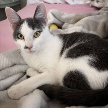 Rescue Domestic Short Hair Cats for Adoption in Wilmington, North Carolina - Rocket | PetCurious
