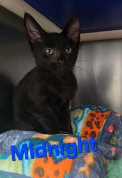 Midnight -  Domestic Short Hair Cat for Adoption in Sullivan, Indiana - Midnight | PetCurious