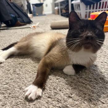 Weasel -  Domestic Short Hair Cat for Adoption in Columbia, Missouri - Weasel | PetCurious