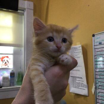 Domestic Medium Hair Cats Available for Adoption in New Orleans, Louisiana - BEAR-Stray-15769 | PetCurious