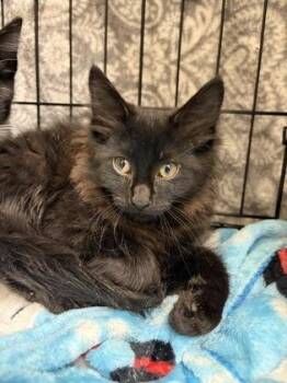 Mocha Latte -  Domestic Long Hair and Domestic Short Hair Cat for Adoption in Westland, Michigan - Mocha Latte | PetCurious