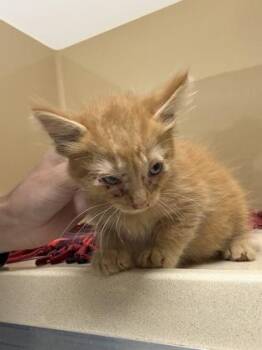 Cheddar -  Domestic Short Hair Cat for Adoption in Pequot Lakes, Minnesota - Cheddar | PetCurious