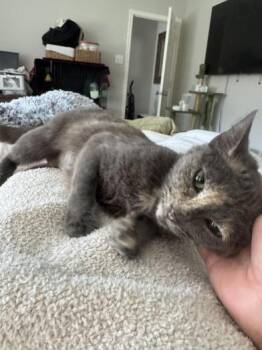 Domestic Short Hair Cats Available for Adoption in Liverpool, Texas - Lady Eloise Purrington | PetCurious
