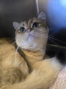 Poofy -  British Shorthair and Domestic Short Hair Cat for Adoption in Roseville, California - Poofy | PetCurious