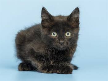 Domestic Short Hair Cats Available for Adoption in Phoenix, Arizona - MISO | PetCurious