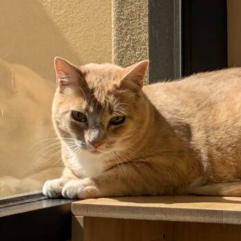 Dr. Carrot Carrotton -  Domestic Short Hair Cat for Adoption in Goleta, California - Dr. Carrot Carrotton | PetCurious