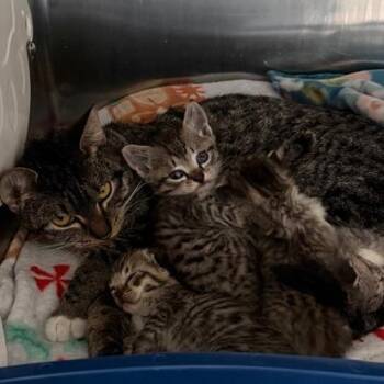 Gardenia -  Domestic Short Hair Cat Available for Adoption in Cumming, Georgia - Gardenia | PetCurious