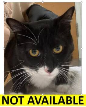 Rescue Domestic Short Hair Cats for Adoption in Eugene, Oregon - Buzz | PetCurious