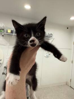 Uhura -  Domestic Short Hair Cat for Adoption in Brookings, Oregon - Uhura | PetCurious