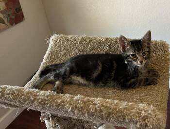 Zack Johnson -  Domestic Short Hair and Tabby Cat for Adoption in Chandler, Arizona - Zack Johnson | PetCurious