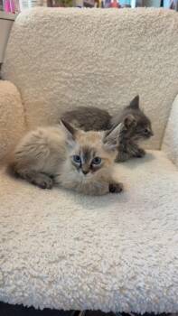Northanger -  Domestic Long Hair Cat for Adoption in Fruit Heights, Utah - Northanger | PetCurious