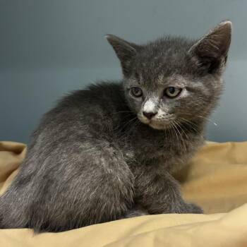Domestic Short Hair Cats Available for Adoption in Chattanooga, Tennessee - Cookie Crisp | PetCurious