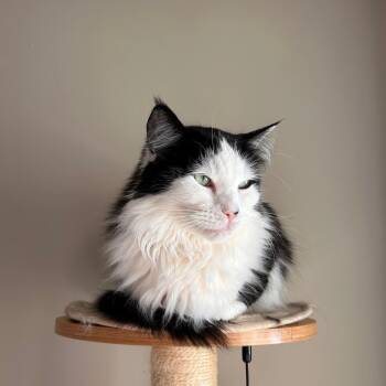 Spice, Benji, Tito -  Domestic Long Hair and Domestic Short Hair Cat Available for Adoption in Nashville, Tennessee - Spice, Benji, Tito | PetCurious