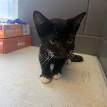TUSC-Stray-85246_2_3 -  Domestic Short Hair Cat for Adoption in Tuscaloosa, Alabama - TUSC-Stray-85246_2_3 | PetCurious