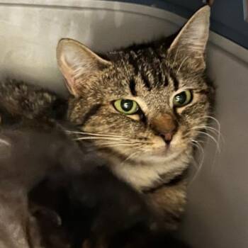 Lucy -  Domestic Short Hair Cat Available for Adoption in Winchester, Virginia - Lucy | PetCurious