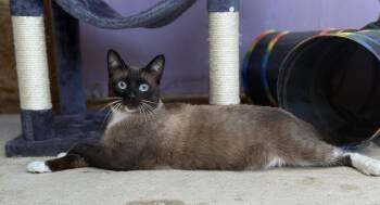 Jonny -  Siamese Cat for Adoption in Lakeport, California - Jonny | PetCurious