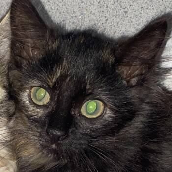 Derriere -  Domestic Medium Hair Cat for Adoption in Sheridan, Wyoming - Derriere | PetCurious