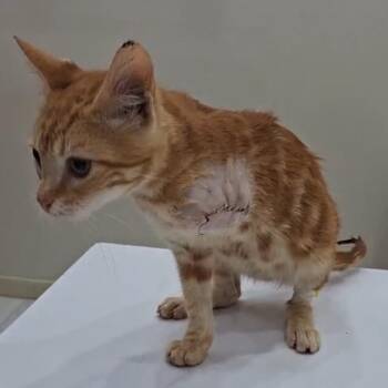 Domestic Short Hair Cats Available for Adoption in Brampton, Ontario - Tofy | PetCurious