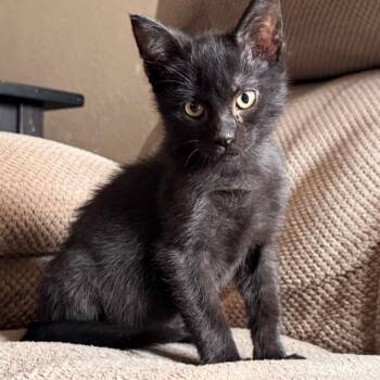 Rescue Domestic Short Hair Cats for Adoption in Morrison, Colorado - Grant Shah | PetCurious