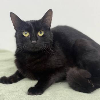 Domestic Short Hair Cats Available for Adoption - Maggie | PetCurious