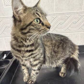 Ally -  Domestic Long Hair Cat for Adoption in Jefferson City, Tennessee - Ally | PetCurious