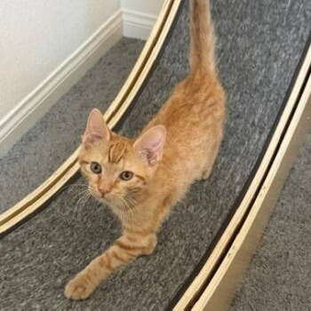Saturn -  Domestic Short Hair Cat for Adoption in Las Vegas, Nevada - Saturn | PetCurious