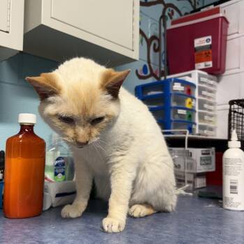 Apricot -  Domestic Short Hair Cat for Adoption in Jefferson City, Tennessee - Apricot | PetCurious