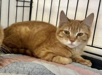 Domestic Short Hair Cats Available for Adoption - Bohemian Raspberry And Netflix | PetCurious