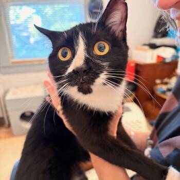 Zuzu -  Domestic Short Hair Cat for Adoption in West Orange, New Jersey - Zuzu | PetCurious