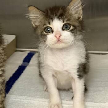 Kabob -  Domestic Short Hair Cat Available for Adoption in Los Angeles, California - Kabob | PetCurious