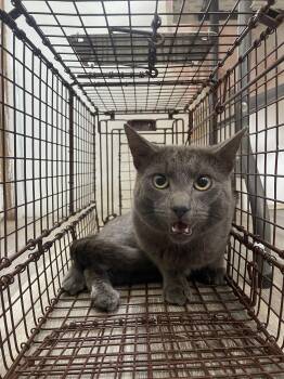 Nigel -  Domestic Short Hair Cat for Adoption in Trenton, New Jersey - Nigel | PetCurious