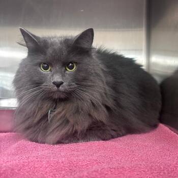Mamacita -  Domestic Long Hair Cat for Adoption in Indianapolis, Indiana - Mamacita | PetCurious